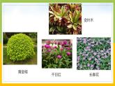 新教科版六年级下册科学2-3《形形色色的植物》课件