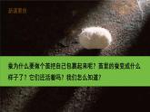 【核心素養(yǎng)】2.4《蠶變了新模樣》課件+教案（教科版科學(xué)三下）