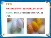 【核心素養(yǎng)】2.4《蠶變了新模樣》課件+教案（教科版科學(xué)三下）