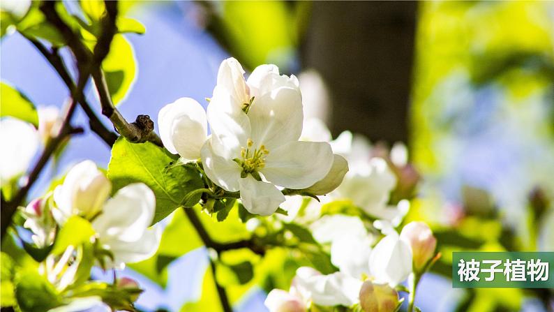 教科版科学六年级下册 2.3形形色色的植物 同步课件06