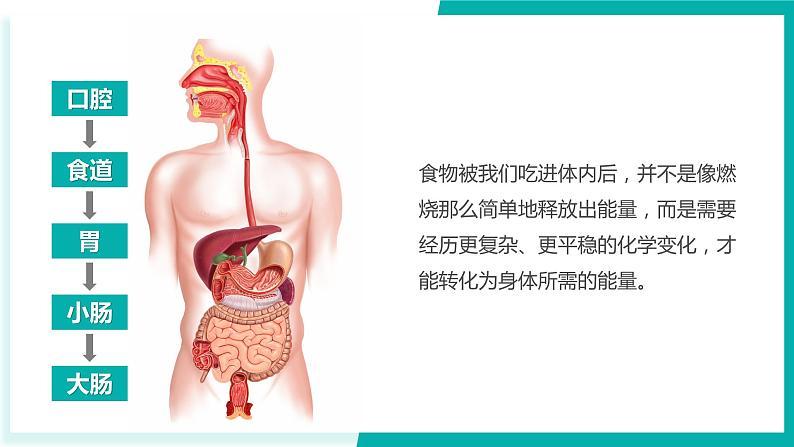 教科版科学六年级下册 4.6生命体中的化学变化 同步课件07