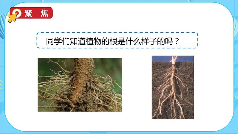 教科版科学四年级下册 1.3 种子长出了根 同步课件第8页