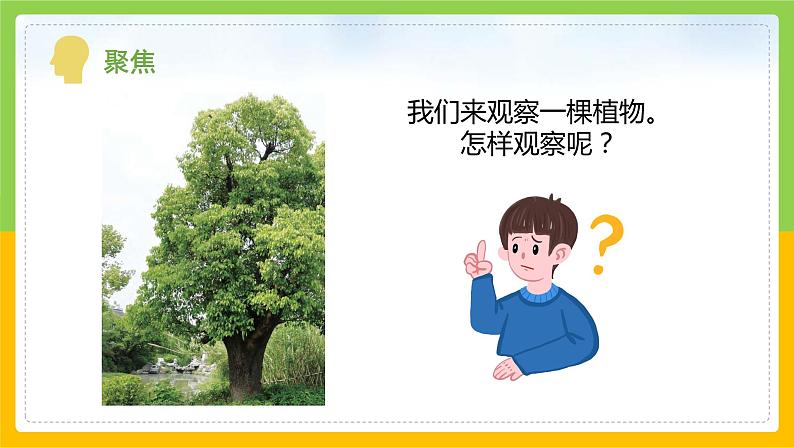 教科版 科学 一上 《观察一棵植物》课件+教案（含教学反思）04