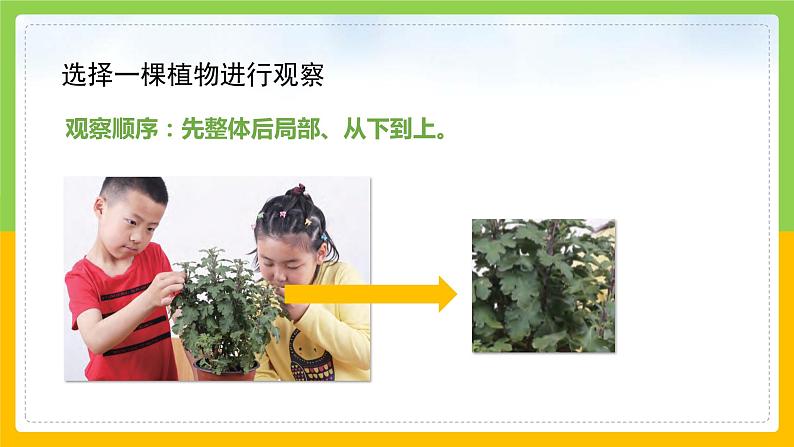 教科版 科学 一上 《观察一棵植物》课件+教案（含教学反思）06