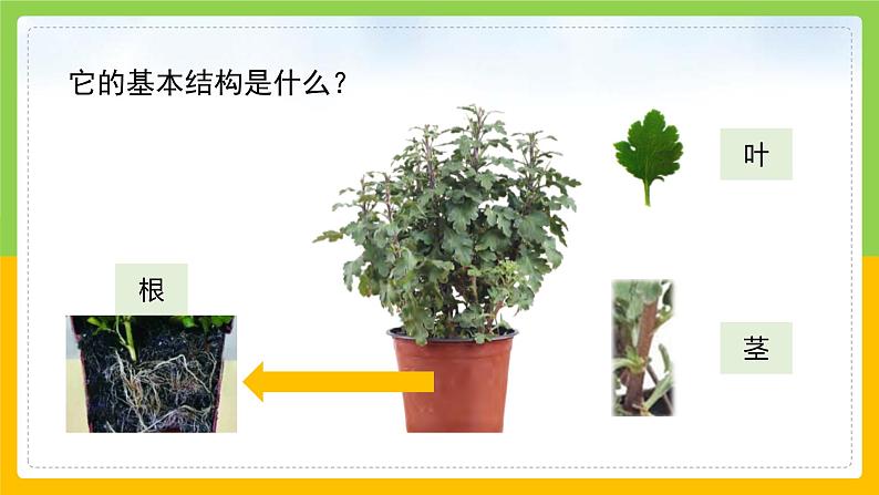 教科版 科学 一上 《观察一棵植物》课件+教案（含教学反思）07