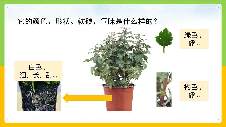 教科版 科学 一上 《观察一棵植物》课件+教案（含教学反思）08