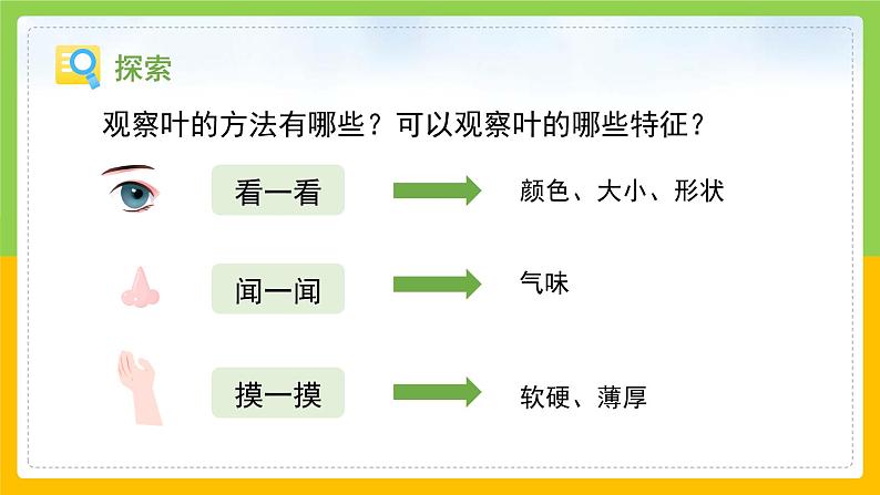 教科版 科学 一上 《观察叶》课件+教案（含教学反思）05