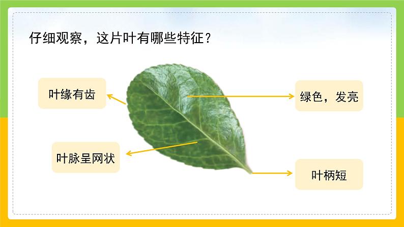 教科版 科学 一上 《这是谁的叶》课件+教案（含教学反思）07