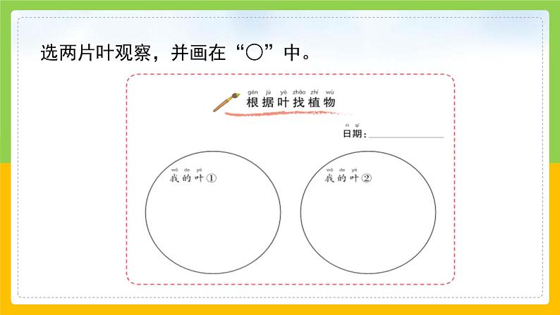 教科版 科学 一上 《这是谁的叶》课件+教案（含教学反思）08