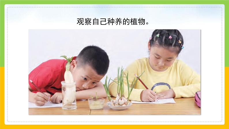 教科版 科学 一上 《植物是“活”的吗》课件+教案（含教学反思）05