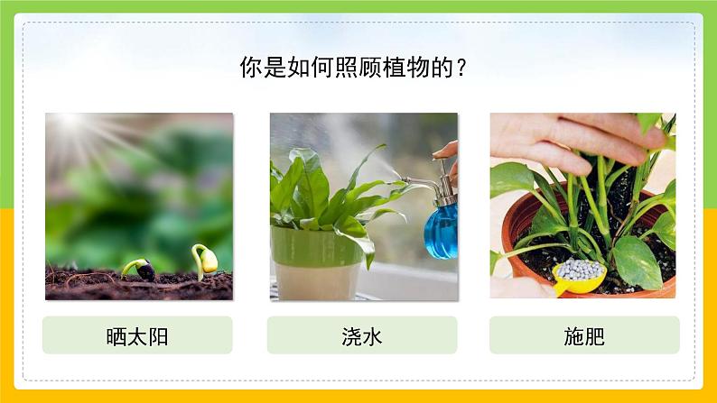 教科版 科学 一上 《植物是“活”的吗》课件+教案（含教学反思）07