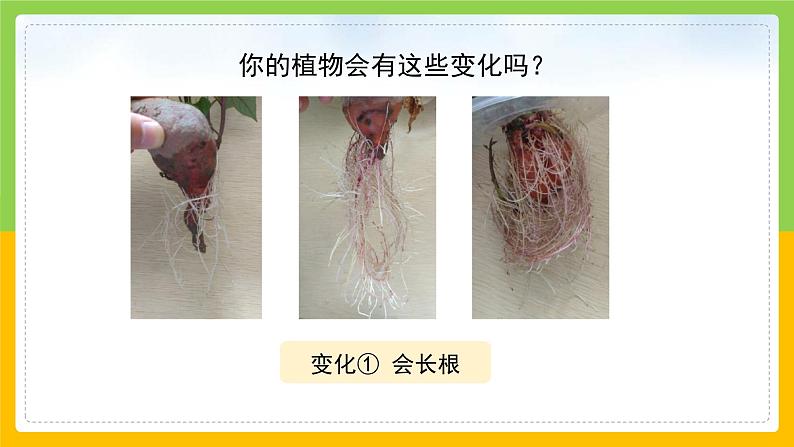 教科版 科学 一上 《植物是“活”的吗》课件+教案（含教学反思）08