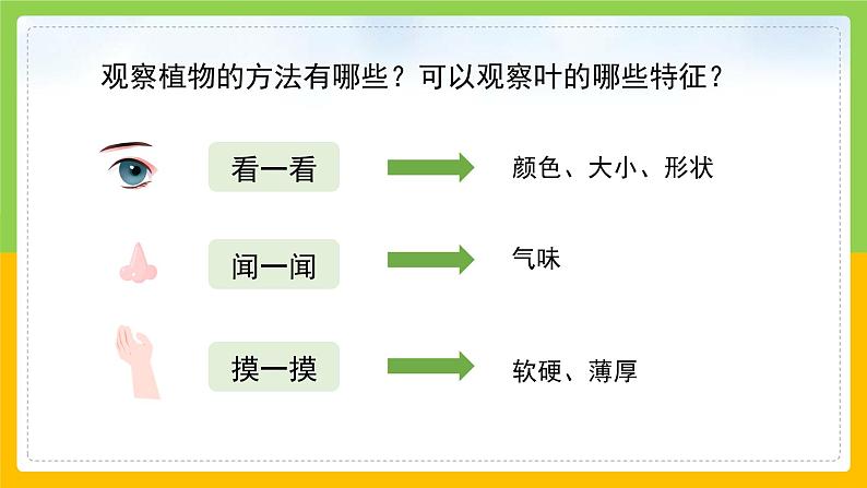 教科版 科学 一上 《校园里的植物》课件+教案（含教学反思）07