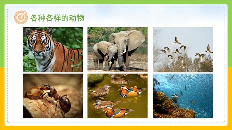 教科版 科学 二年级上册《地球家园有什么》课件+教案（含教学反思）06