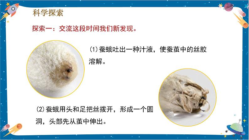 【核心素养】2.5《茧中钻出了蚕蛾》课件+教案（教科版科学三下）07