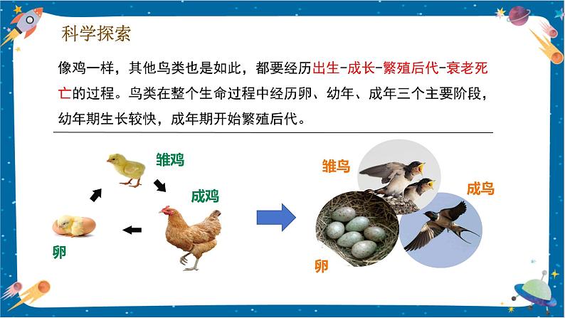 【核心素养】2.8《动物的一生》课件+教案（教科版科学三下）08