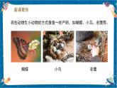 【核心素養(yǎng)】2.7《動(dòng)物的繁殖》課件+教案（教科版科學(xué)三下）