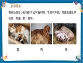 【核心素養(yǎng)】2.7《動(dòng)物的繁殖》課件+教案（教科版科學(xué)三下）