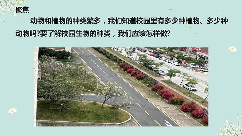 教科版科学六下2.1《校园生物大搜索》课件+教学设计+素材06