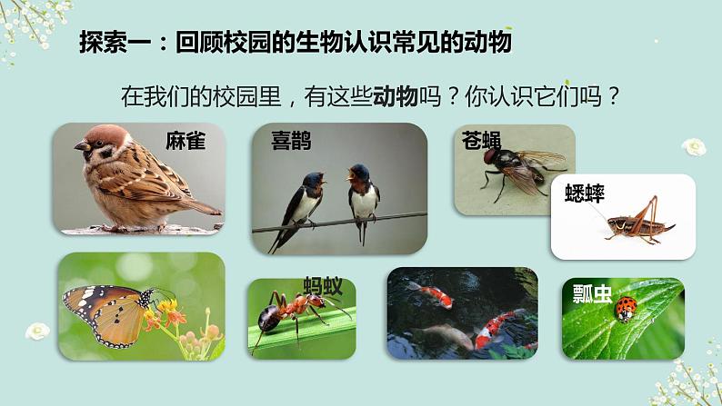 教科版科学六下2.1《校园生物大搜索》课件+教学设计+素材08