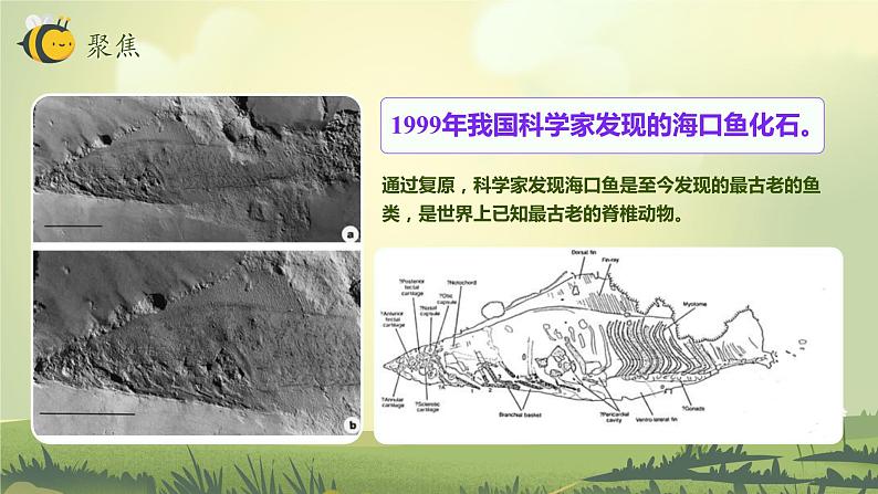 第6课 古代生物的多样性（教学课件）-2023-2024学年六年级科学下册同步精品课堂系列（教科版）04