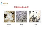 2、 《认识其他动物的卵》课堂实录+教案+教学课件+试题