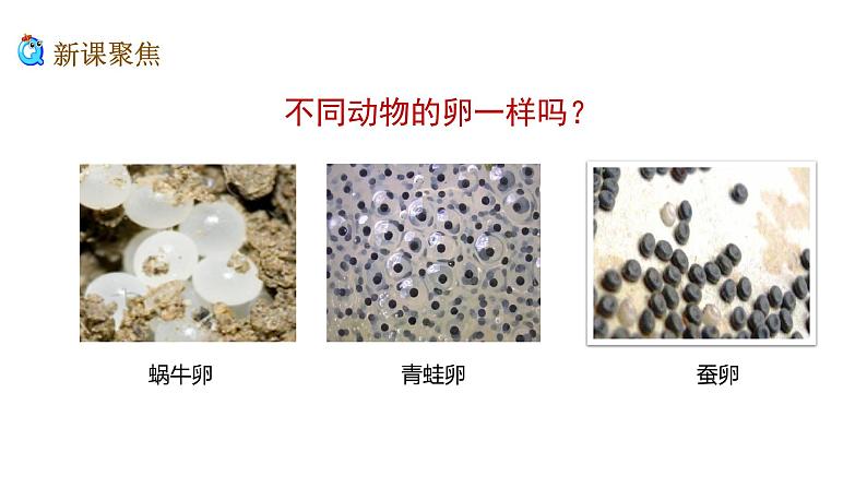 2、 《认识其他动物的卵》课堂实录+教案+教学课件+试题03