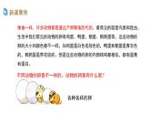 2、 《认识其他动物的卵》课堂实录+教案+教学课件+试题