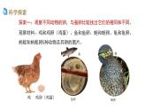 2、 《认识其他动物的卵》课堂实录+教案+教学课件+试题