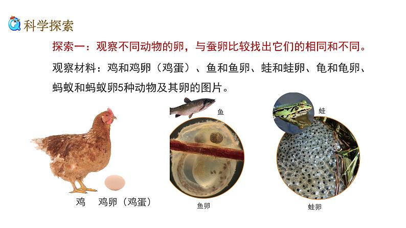 2、 《认识其他动物的卵》课堂实录+教案+教学课件+试题05