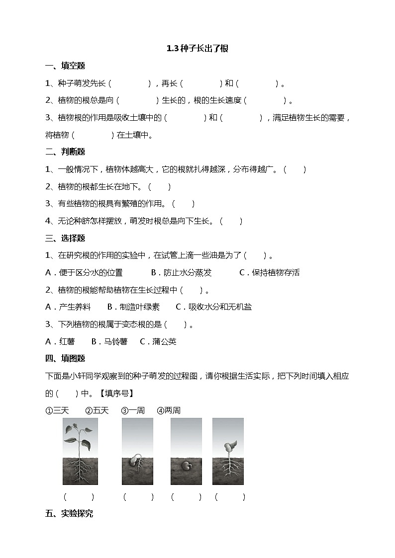 1.3《种子长出发根》试题（含解析）教科版（2017）四年级科学下册01
