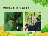教科版（2017秋）科学六年级上册-1.1 放大镜课件