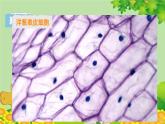 教科版（2017秋）科学六年级上册-1.5 观察更多的生物细胞课件