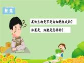 教科版（2017秋）科学六年级上册-1.5 观察更多的生物细胞课件