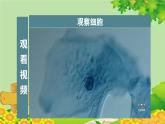 教科版（2017秋）科学六年级上册-1.5 观察更多的生物细胞课件