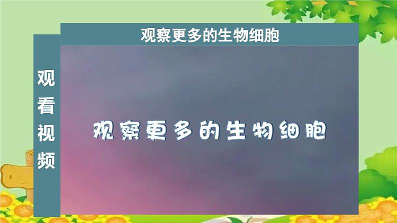 教科版（2017秋）科学六年级上册-1.5 观察更多的生物细胞课件第7页