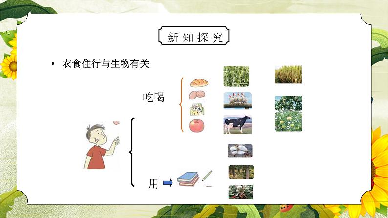 教科版六年级科学上册第四单元《生物的多样性-生物多样性的意义》PPT课件04