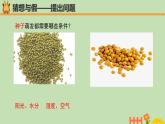 科学大象版四下1.1《我们的豆苗》同步课件