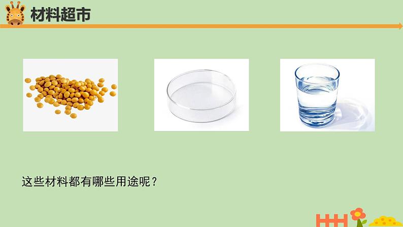 科学大象版四下1.1《我们的豆苗》同步课件第7页