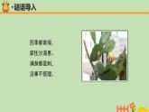 科学大象版四下1.2《奇妙的植物》同步课件
