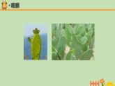 科学大象版四下1.2《奇妙的植物》同步课件
