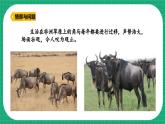【核心素养】冀教版小学科学六年级上册     16.角马的迁移   课件ppt+ 教案