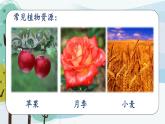 科学大象版三下3.1《植物资源知多少》同步课件