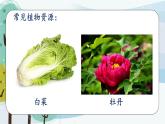 科学大象版三下3.1《植物资源知多少》同步课件