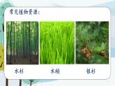 科学大象版三下3.1《植物资源知多少》同步课件