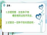 科學(xué)大象版三下3.2《播下希望的種子》同步課件