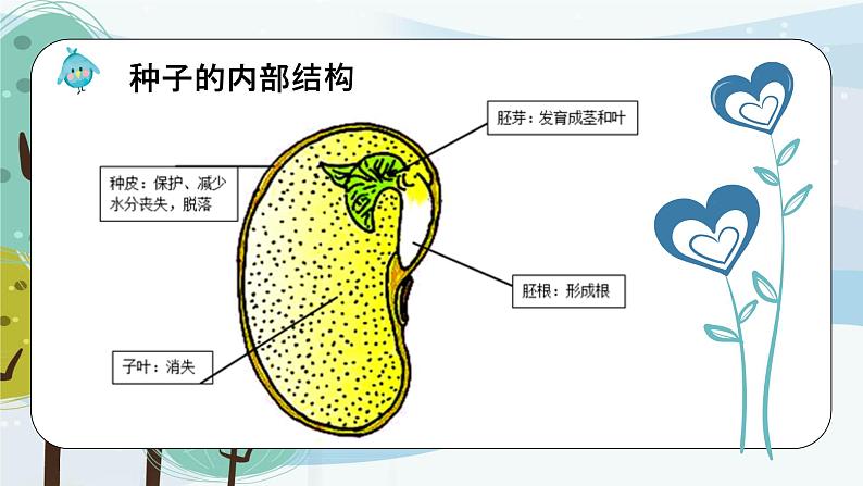 科学大象版三下3.2《播下希望的种子》同步课件04