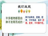 科學(xué)大象版三下3.2《播下希望的種子》同步課件