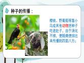 科學(xué)大象版（2017秋）三下3.5《碩果累累》同步課件