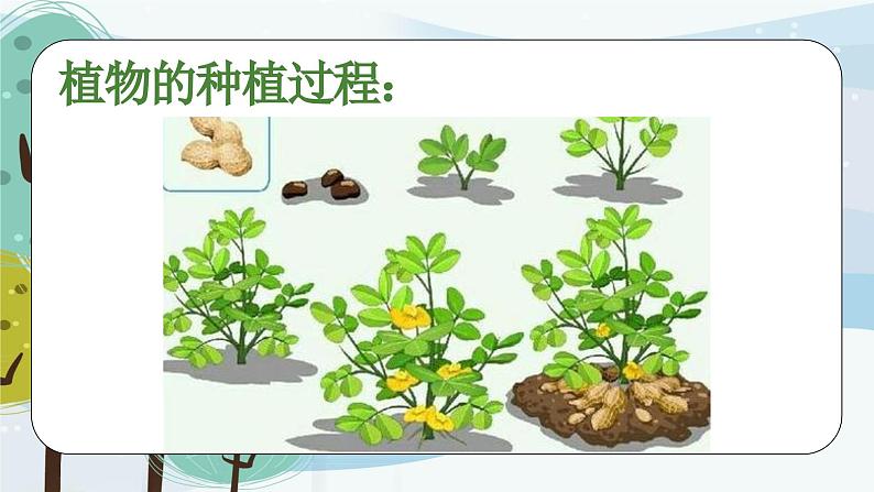 科学大象版（2017秋）三下3.6《植物种植展示会》同步课件04